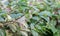 Wandering Dude, Tradescantia zebrina, some green and variegated flowering plants