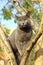 Wandering gray cat sitting on tree