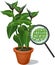Wandering Jew plant Tradescantia fluminensis with green leaves in flower pot and sectional diagram of plant leaf