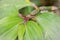 A wandering jew Tradescantia zebrina flower plant growing, Uganda, Africa