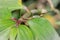 A wandering jew Tradescantia zebrina flower plant growing, Uganda, Africa