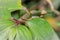 A wandering jew Tradescantia zebrina flower plant growing, Uganda, Africa