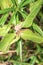 A wandering jew Tradescantia zebrina flower plant growing, Uganda, Africa