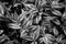 Wandering plant in monochrome