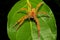 Wandering spider Cupiennius getazi, Ctenidae Tortuguero, Costa Rica