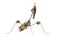 Wandering Violin Mantis, Gongylus gongylodes