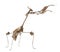 Wandering Violin Mantis, Gongylus gongylodes