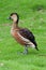 Wandering whistling duck dendrocygna arcuata