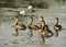 Wandering Whistling Ducks, Australia