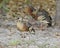 Wandering Whistling Ducks, Australia