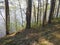 Wanderlust: mixed forest and river Berezina, spring season in Belarus