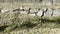 Waning Waters: A Glimpse of the Rimbach Streambed\'s Resilience amidst Drought in Soultz-Haut-Rhin, Alsace, October 10, 2023