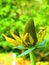 Waning yellow prairie coneflower on green