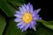 Wanter, Flower, Close Up, Plant, Purple, Purple Lily, Purple Teichrose, Purple Flower, Violet, Purple Water Lily