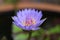 Wanvisa Waterlily