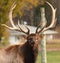 Wapiti,american elk