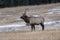 wapiti bull elk pictures