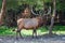 Wapiti Deer