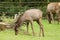 Wapiti deer