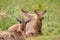 Wapiti deer herd