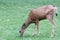 Wapiti in grand canyon