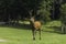 A Wapiti grazes on some grass