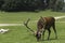 A Wapiti grazes on some grass