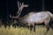 Wapiti / Great elk, Canadian Rockies