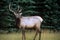 Wapiti / Great Male Elk, Canadian Rockies