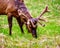 Wapiti with a nice Antler grazing in Jasper national Park