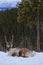 Wapiti sitting in the snow