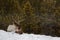 Wapiti sitting in the snow of Yukon forests