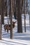 Wapiti walking the wood in winter