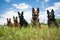 war dogs in a grassy field