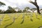 War military cemetery with Jewish Star in Back lighting