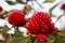 Waratah flower-heads in full bloom