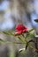 Waratah Flower (Telopea)