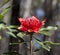 Waratah Flower (Telopea)