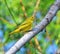 A warbler is active in thick foliage alongside a small pond