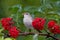 Warbler bird eats the ripe red berries of elderberry in the summer garden