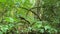 Warbler bird wandering on tree in the forest, green wild woodland Tynehead Regional Park in Surrey