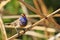 Warbler with blue neck sings the song