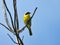 Warbler on a Tree Branch: A male common yellowthroat warbler bird sits on a forked bare tree branch