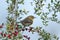 Warbler in Yaupon Holly