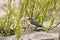 Warbling Vireo  600231