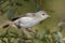 Warbling Vireo Perched on a Branch