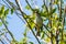 Warbling Vireo Perched in Tree