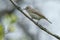 Warbling Vireo - Vireo gilvus