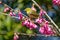 Warbling white-eye on a branch