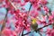 Warbling White-eye on cherry blossoms tree. bird, flower, wildlife, Mejiro, Nature, animals, spring